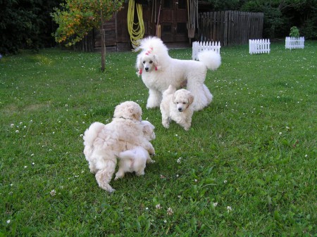 38. den první vycházka venku BECRUX, CRISTIAN, BOOTES a DORLY